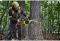 Пила ланцюгова акумуляторна безщіткова DeWALT DCMCS575X1