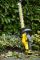 Кущоріз акумуляторний STANLEY FATMAX SFMCHT855M1